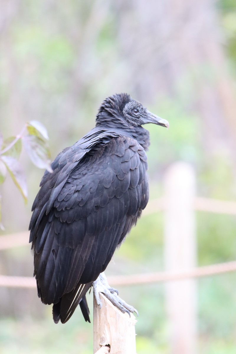 Black Vulture - ML388064441