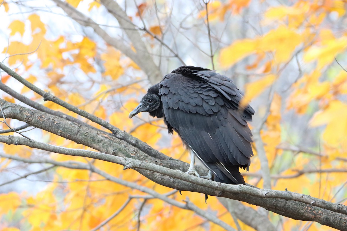 Black Vulture - ML388064531