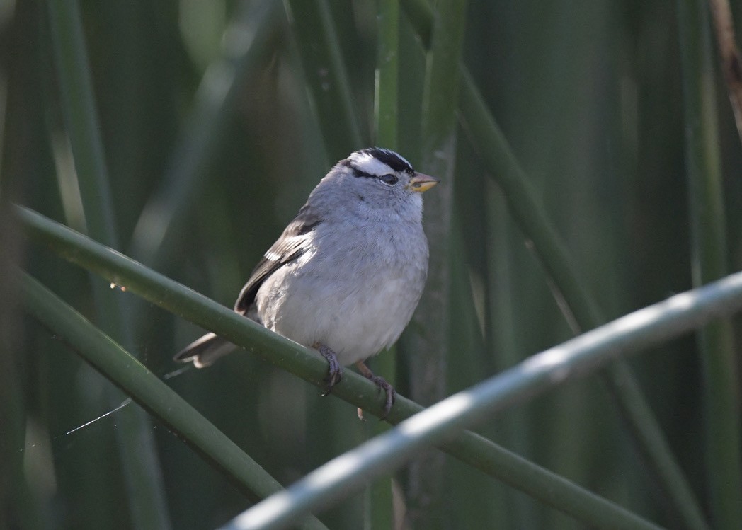 White-crowned Sparrow - Tsaiwei Olee