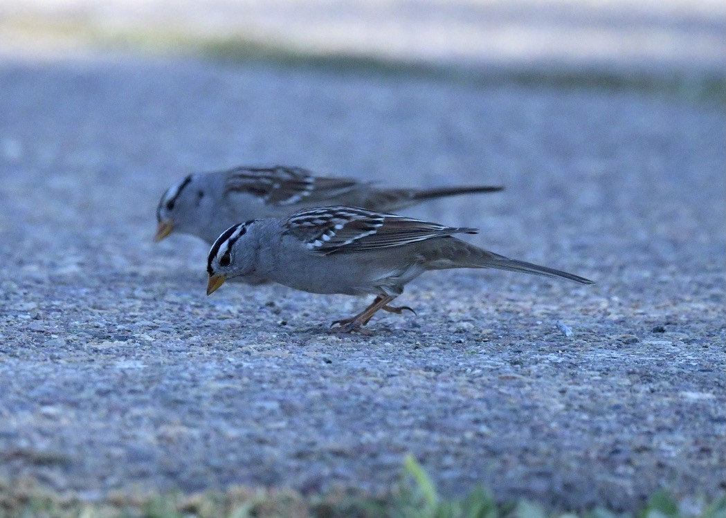 White-crowned Sparrow - ML388064791