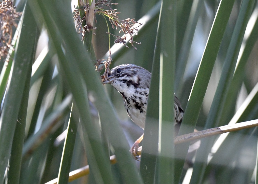 Song Sparrow - ML388064961