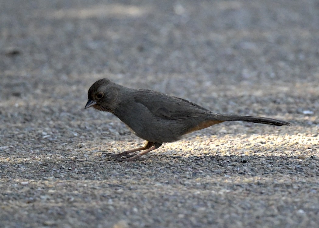 California Towhee - ML388064981