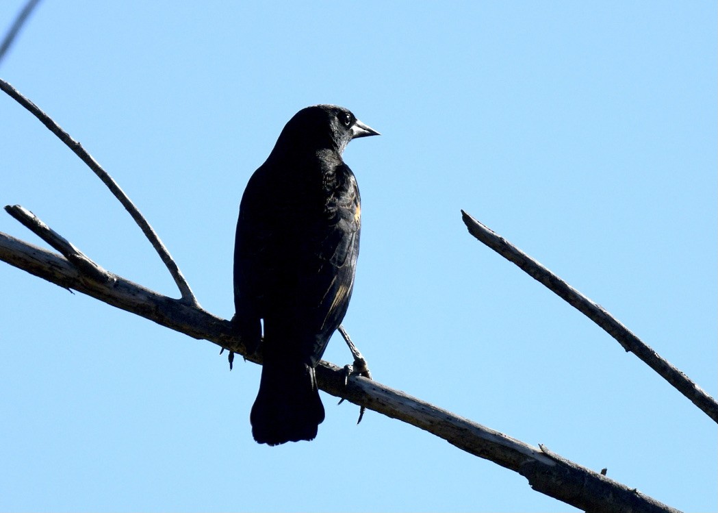 Red-winged Blackbird - ML388065011