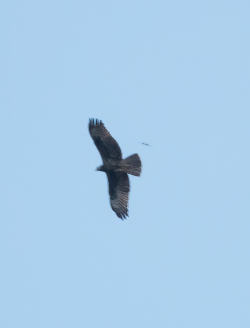 European Honey-buzzard - ML388066241