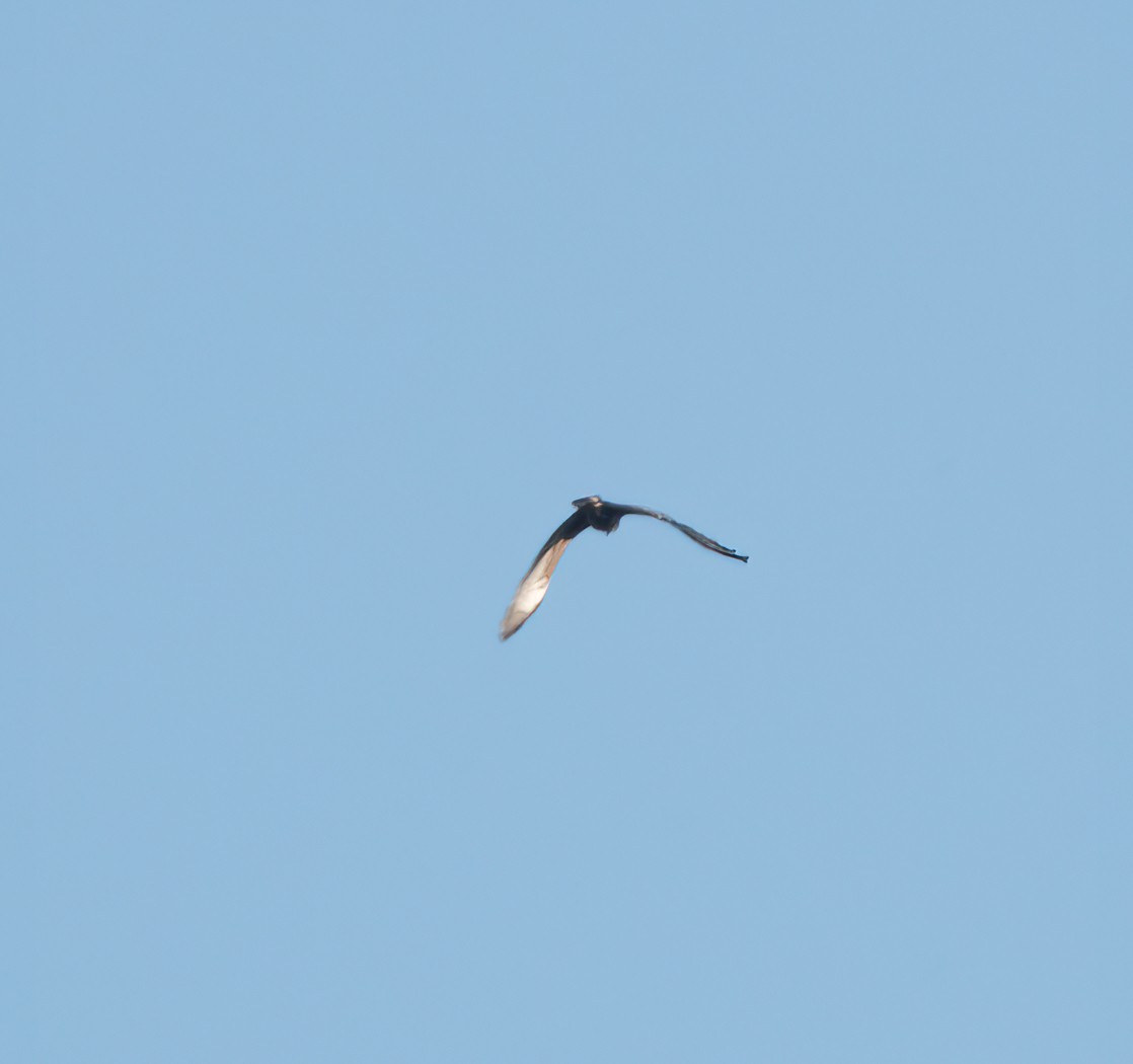 European Honey-buzzard - ML388066251