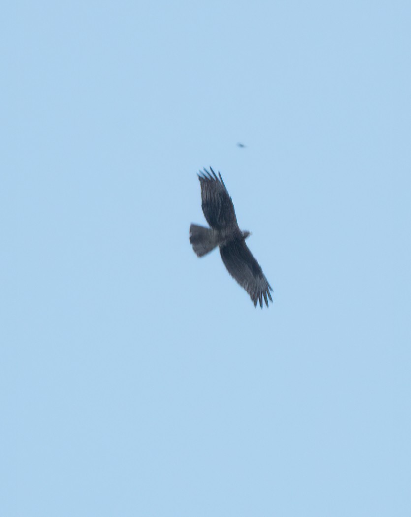 European Honey-buzzard - ML388066261