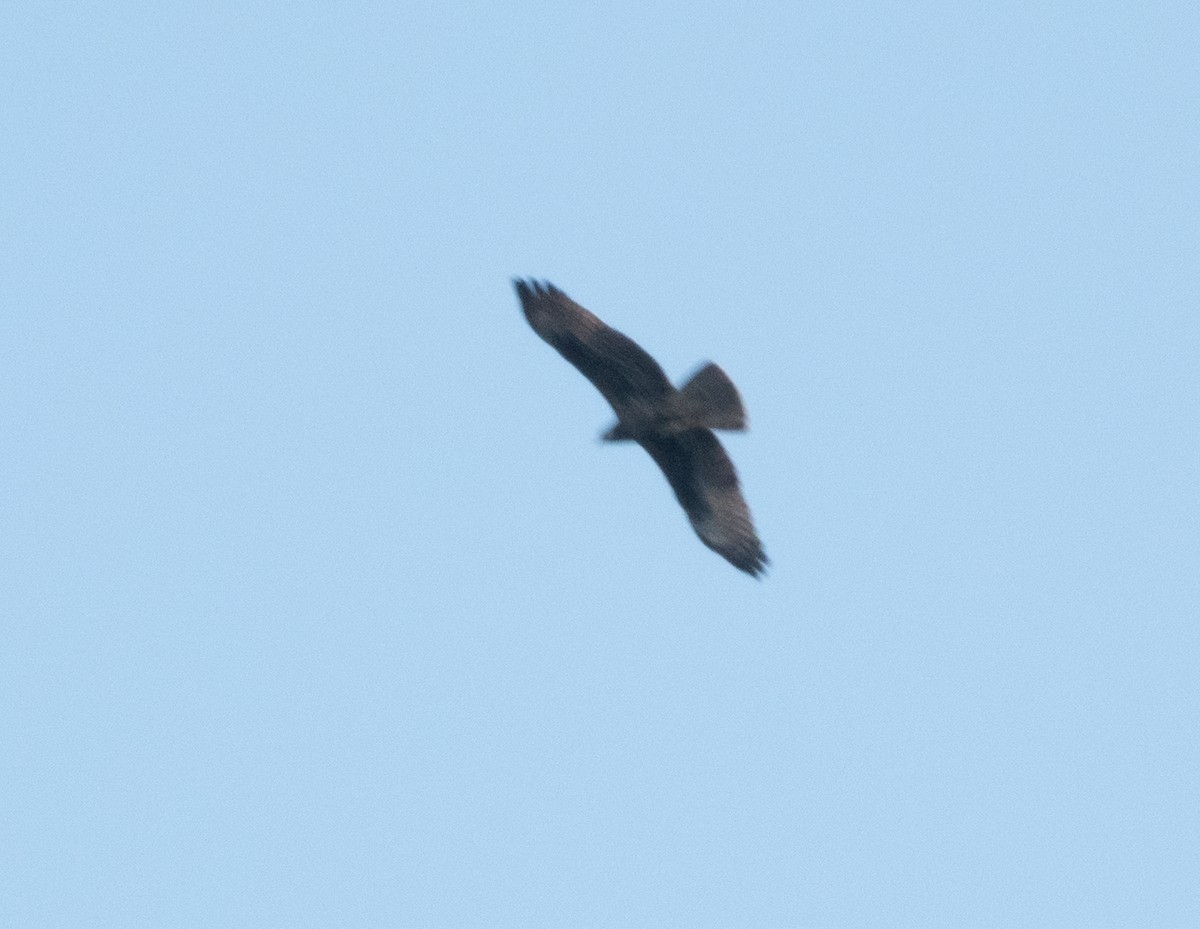 European Honey-buzzard - ML388066281