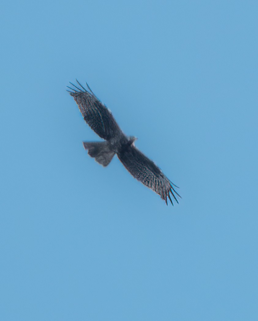 European Honey-buzzard - ML388066291