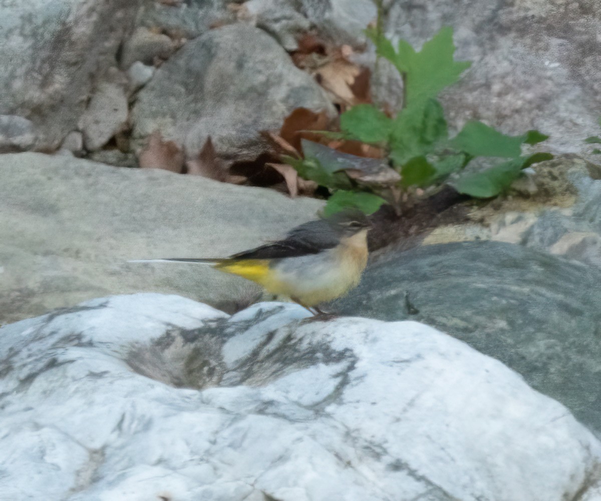 Gray Wagtail - ML388069231