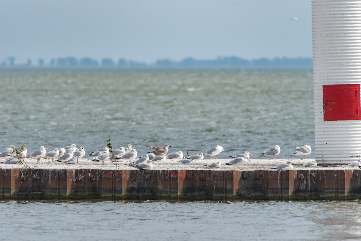 Herring Gull - Toby Rowland