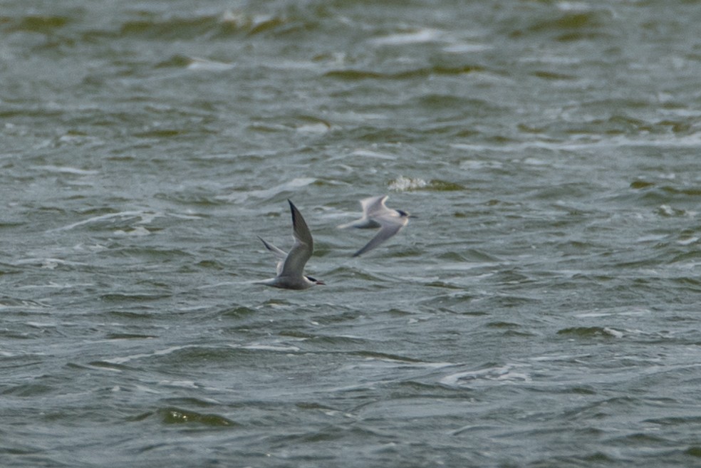 Common Tern - ML388069631