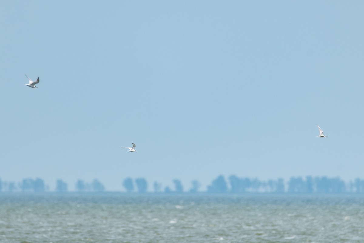 Common Tern - ML388069651