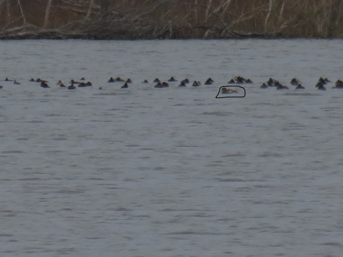 Eurasian Wigeon - ML388069821