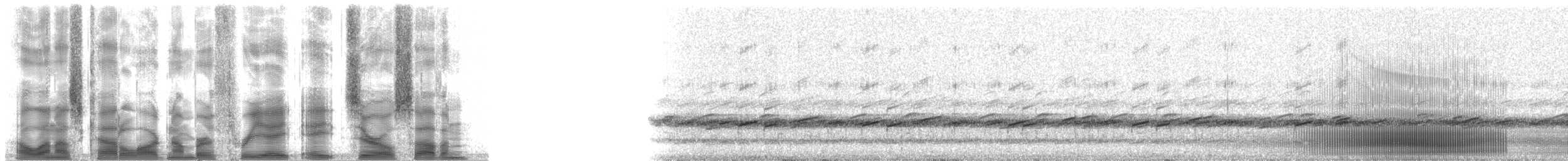 美洲狗魚蛙 - ML38807