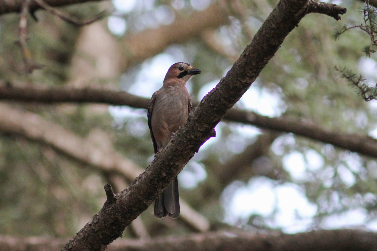 Eurasian Jay (Black-crowned) - ML388070151