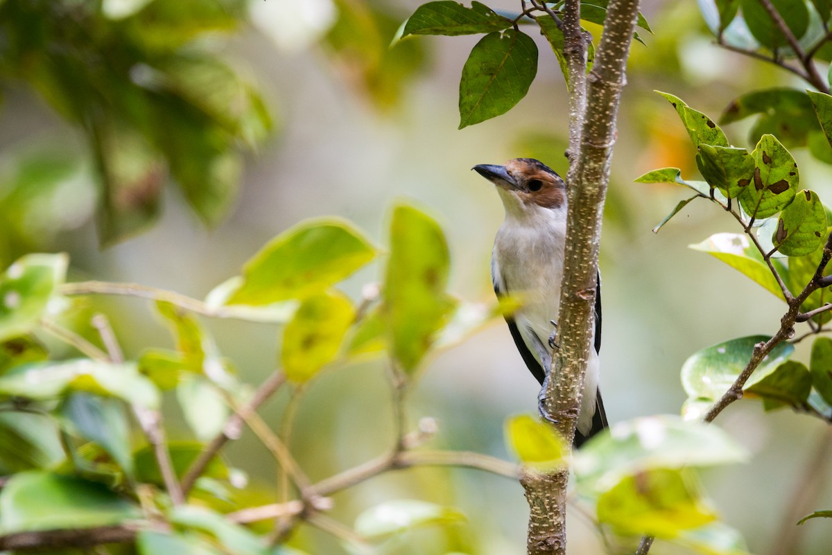 Black-crowned Tityra - ML388070481