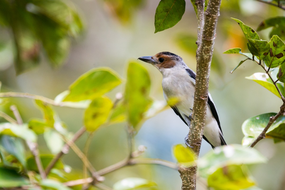 Black-crowned Tityra - Claudia Brasileiro