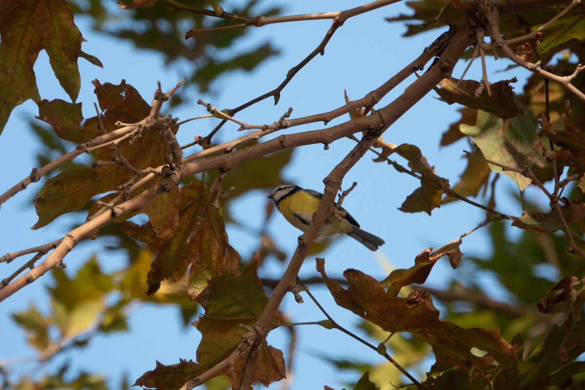 Eurasian Blue Tit - ML388070771