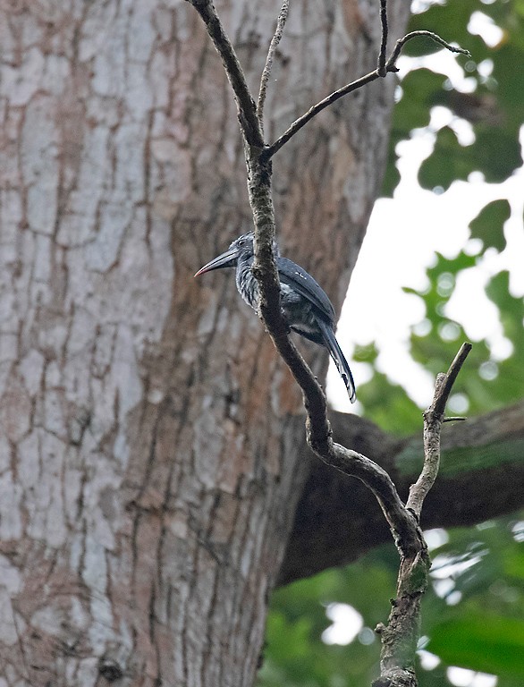 Western Dwarf Hornbill - Peter Candido