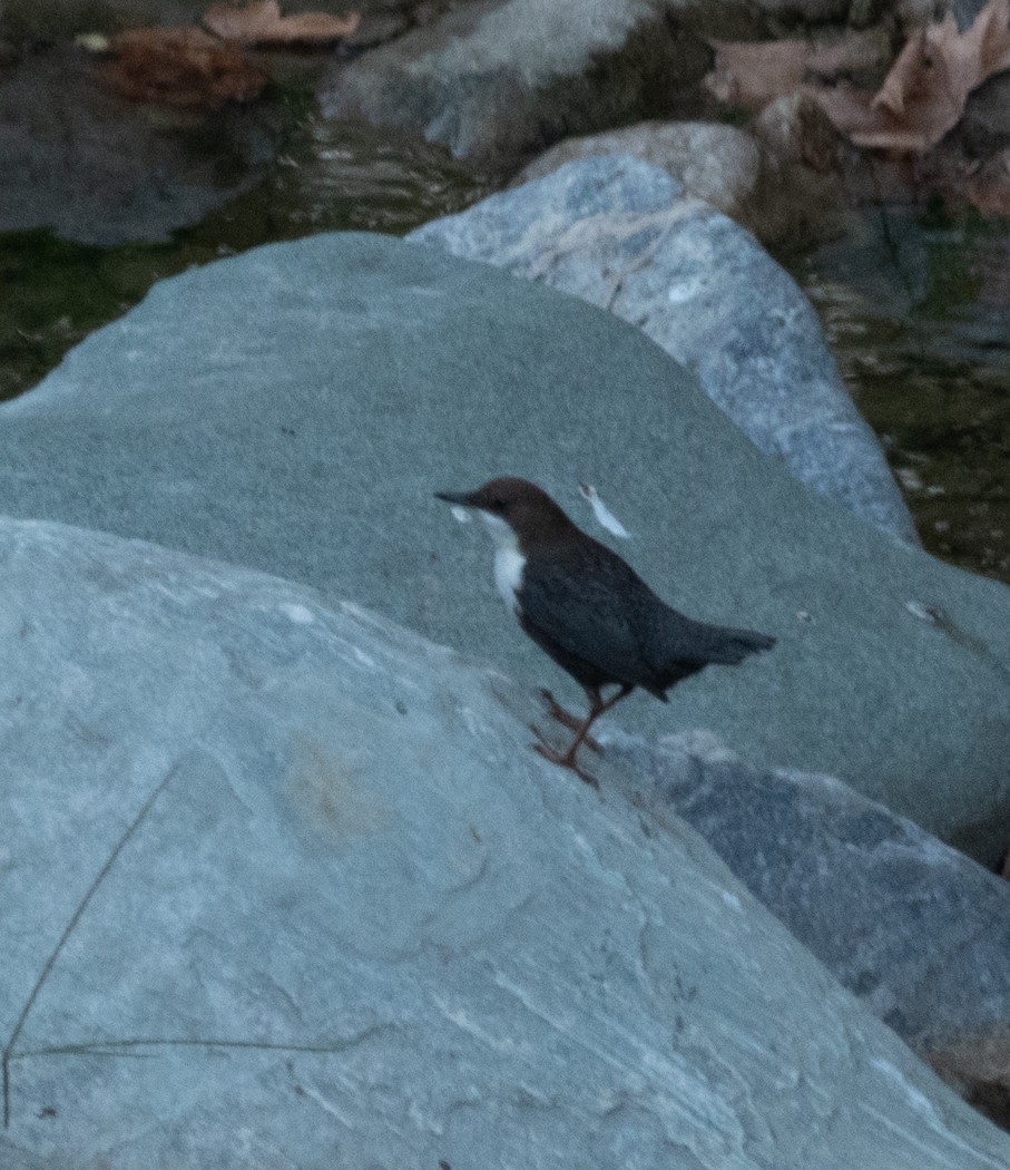 White-throated Dipper - ML388071361