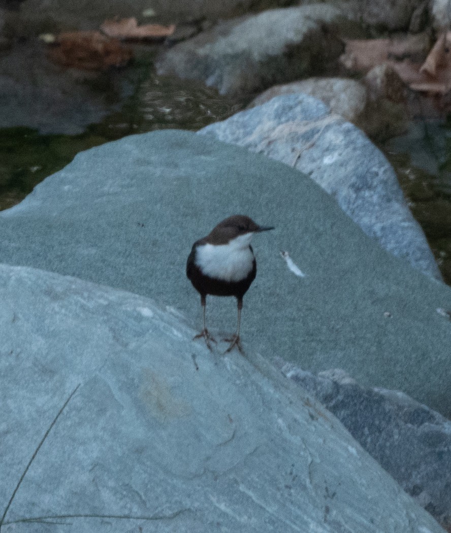 White-throated Dipper - ML388071371