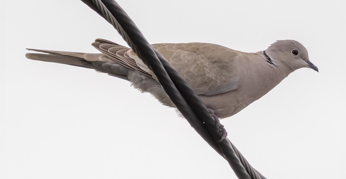 Eurasian Collared-Dove - ML388071841