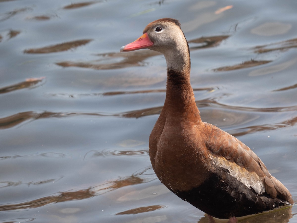 Black-bellied Whistling-Duck - Martha Miller