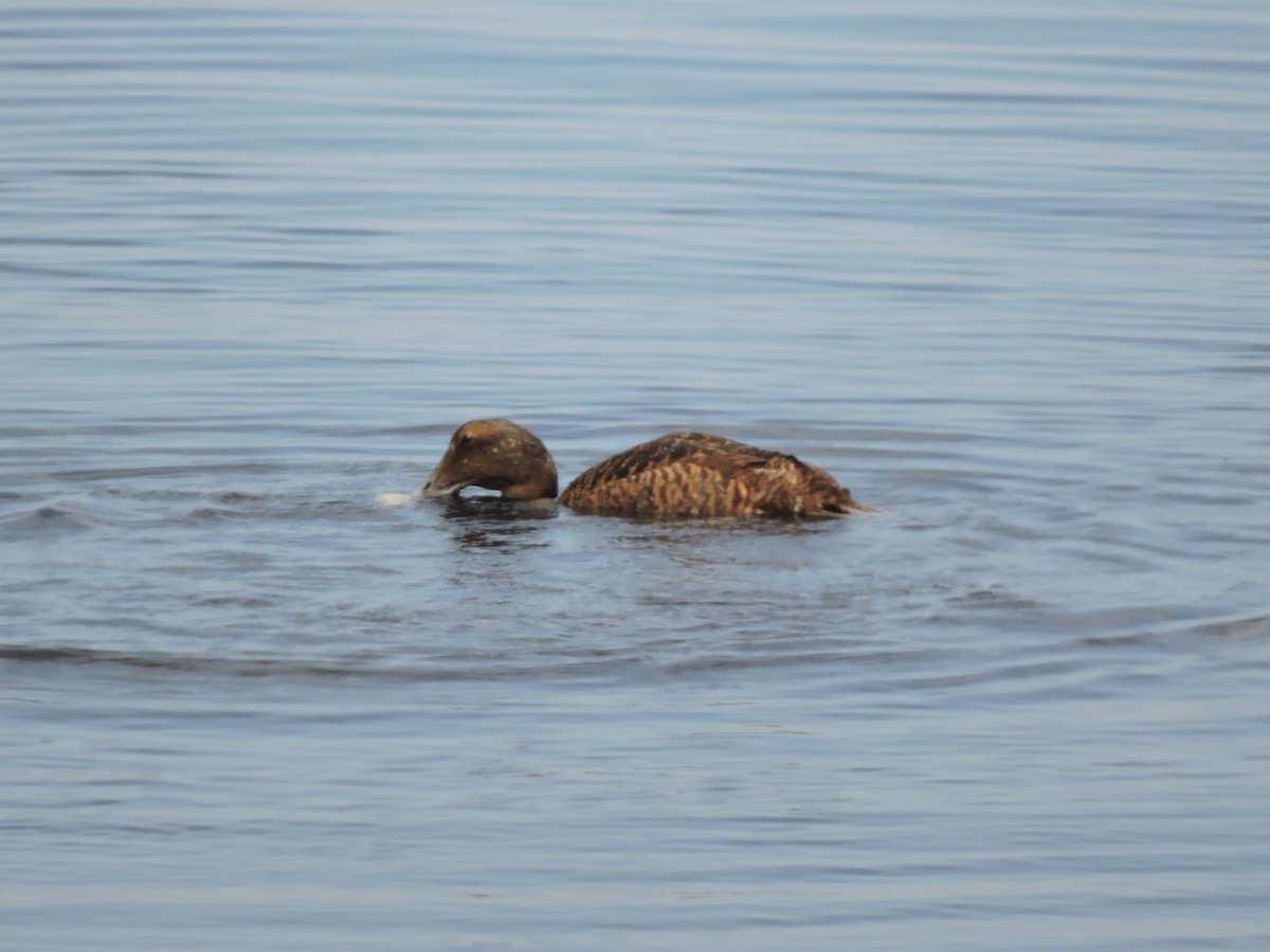 Common Eider - ML388073801