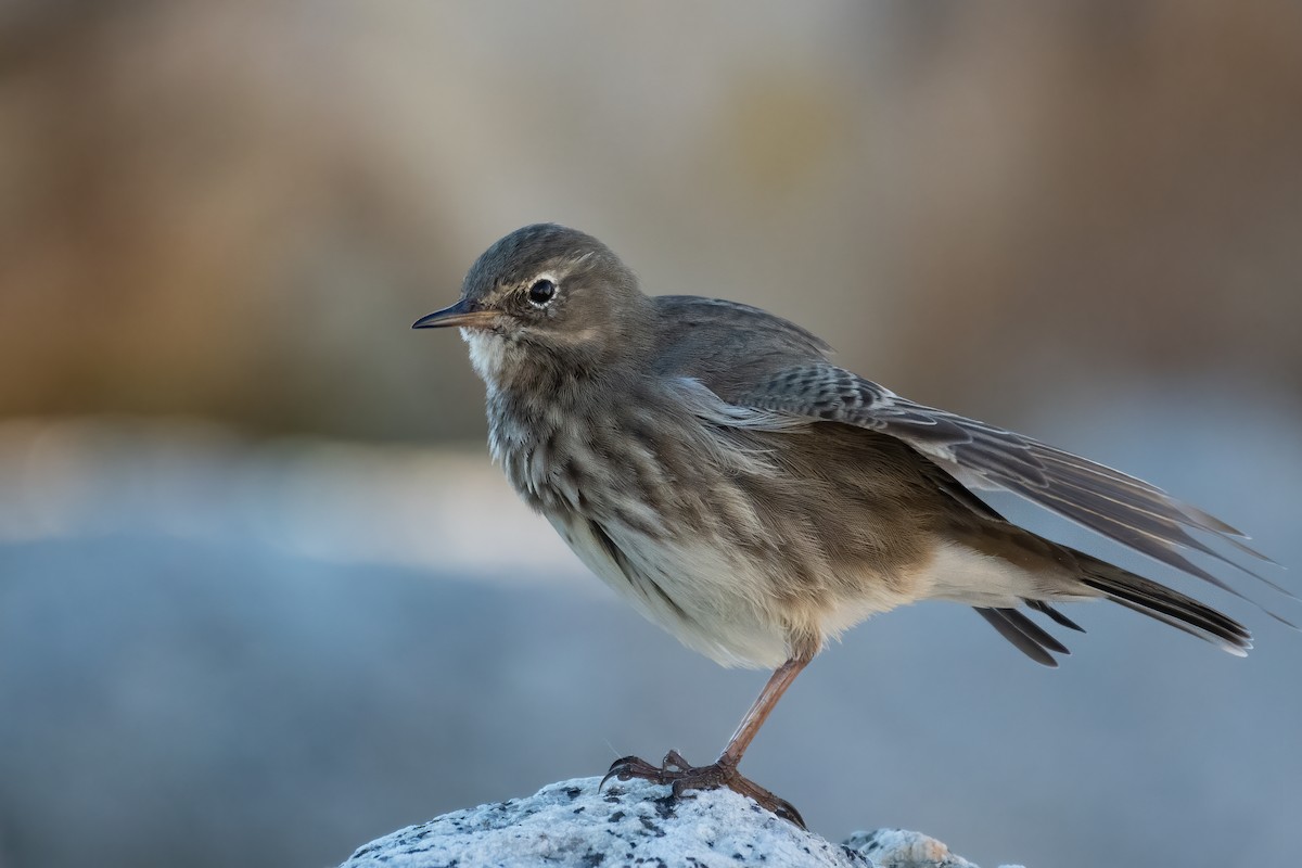 Rock Pipit - Ana Amaral