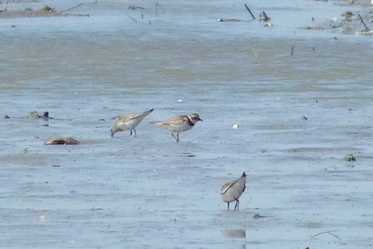 Semipalmated Plover - ML388077131