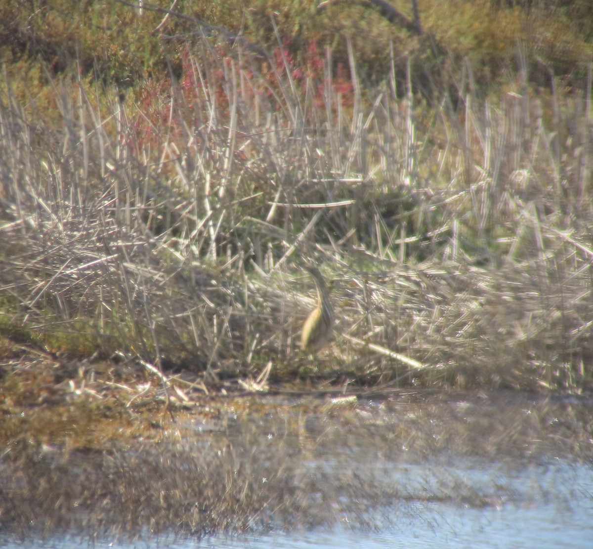 American Bittern - ML388077581