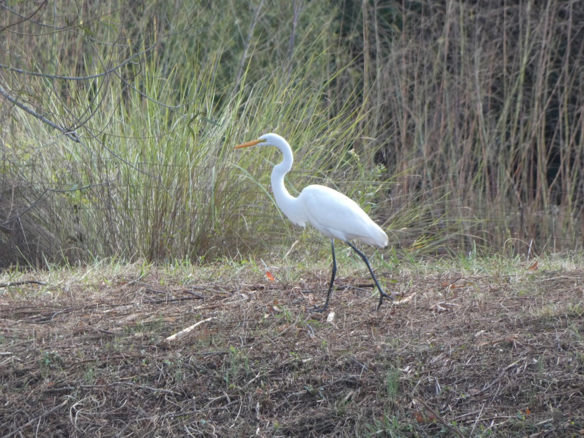 Great Egret - ML388077891