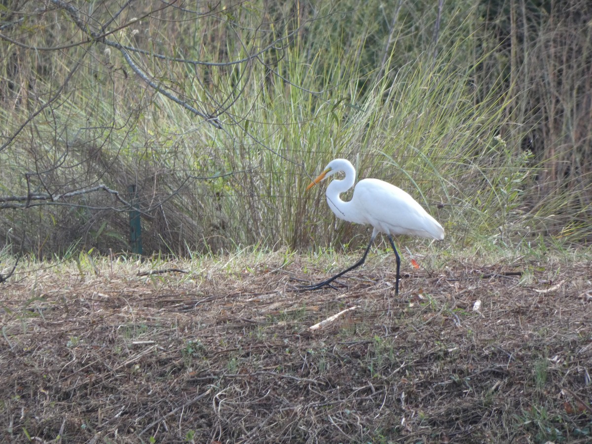 Great Egret - ML388077961