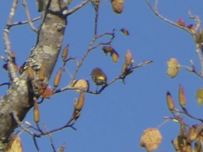 Yellow-rumped Warbler - ML388078791