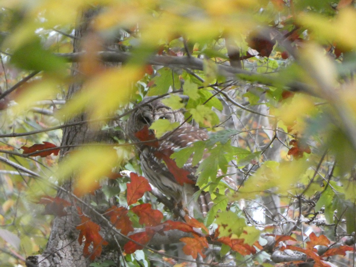 Barred Owl - ML388079461