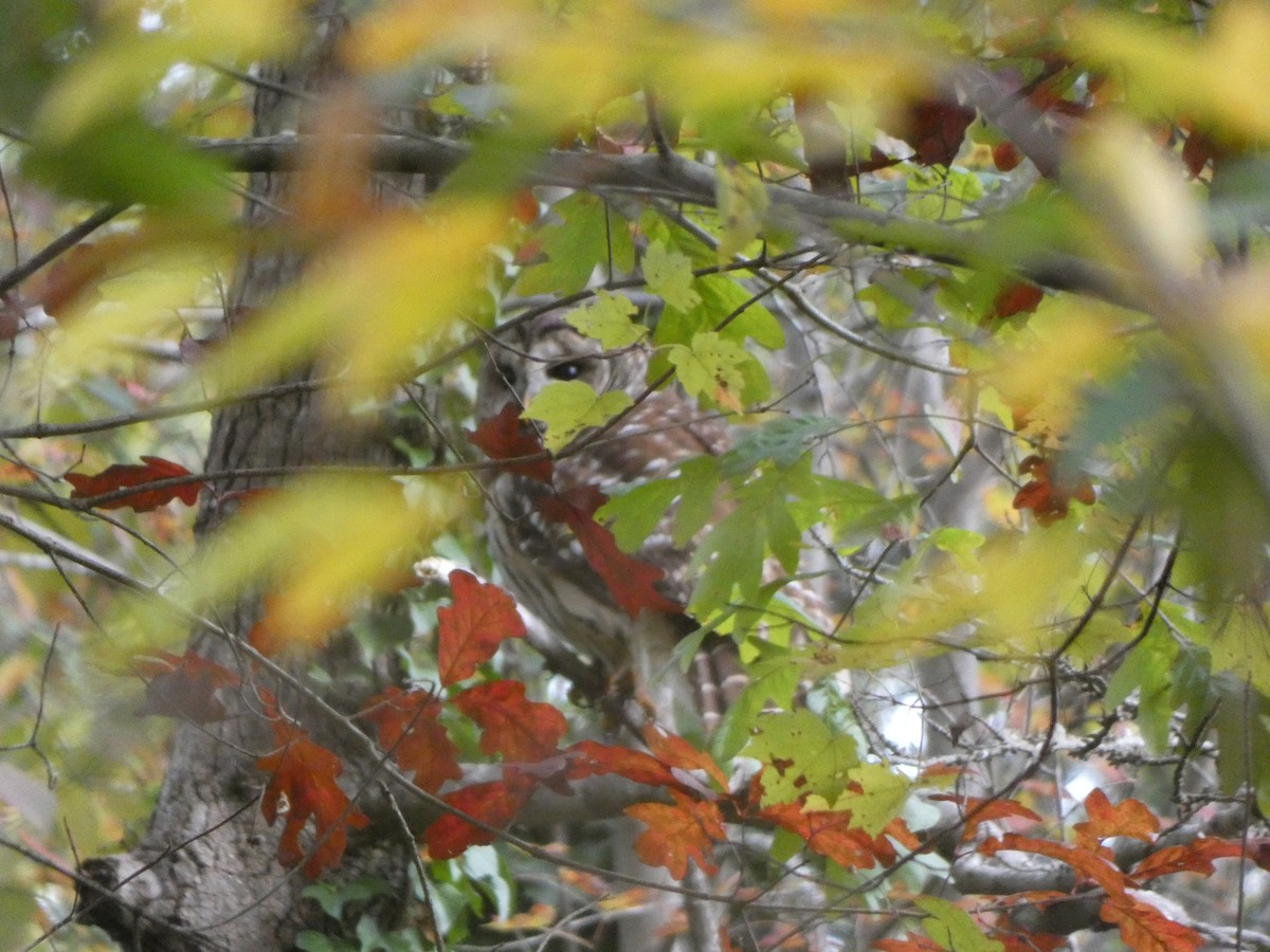 Barred Owl - ML388079481