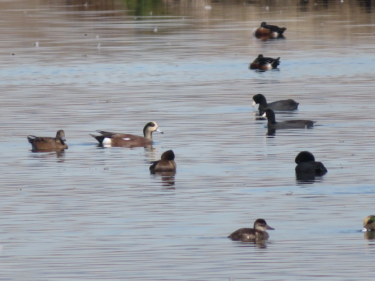 American Wigeon - ML388080241