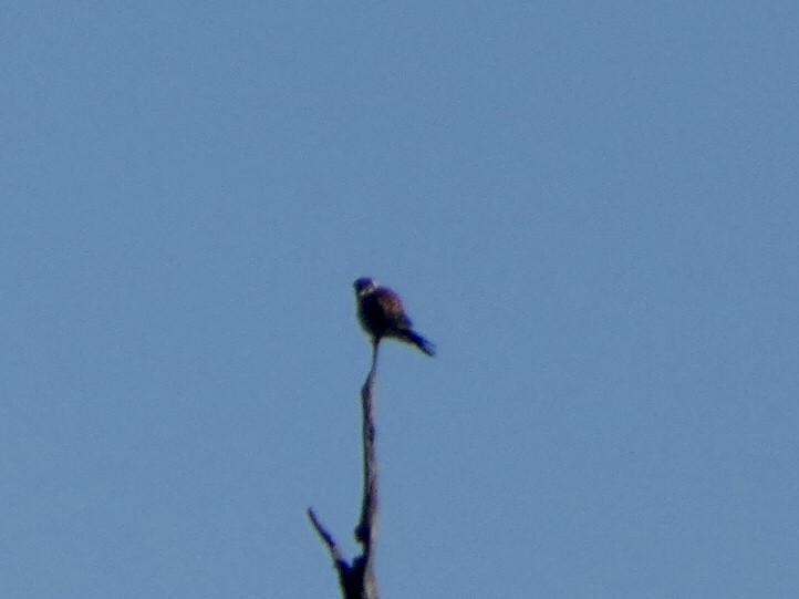 American Kestrel - ML388080621