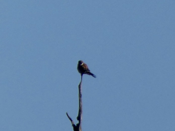 American Kestrel - ML388080661