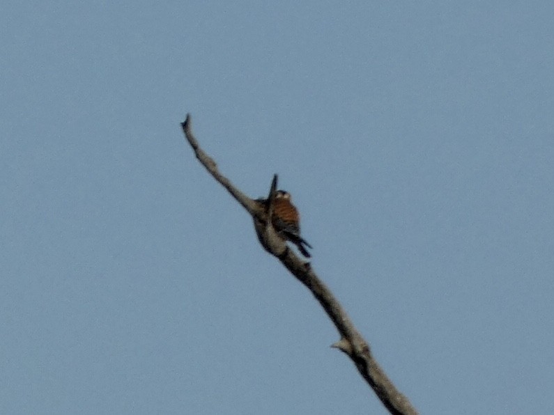 American Kestrel - ML388080701