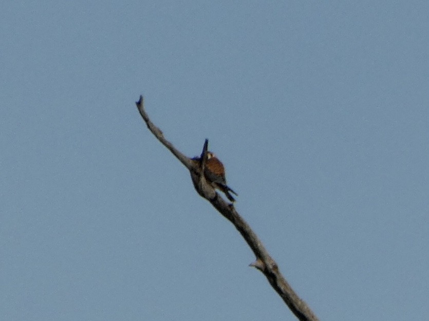 American Kestrel - ML388080731