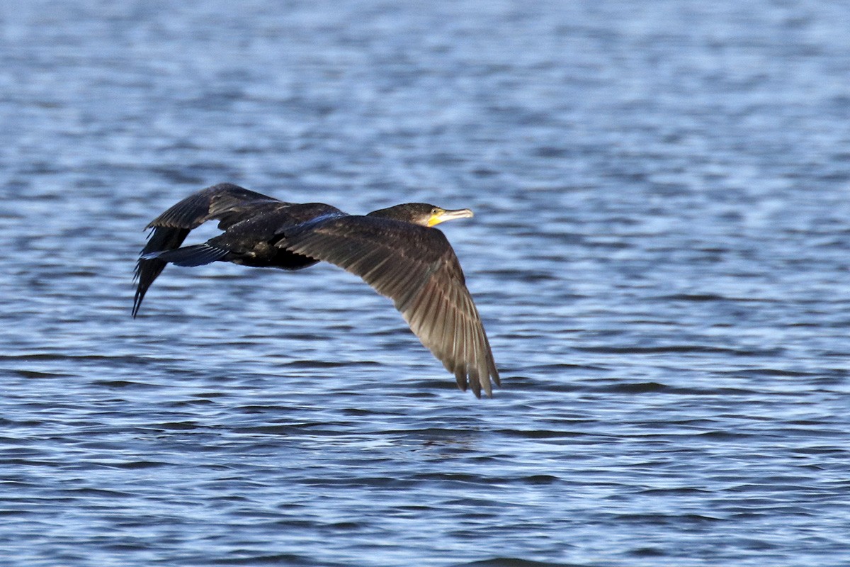 Great Cormorant - Francisco Barroqueiro