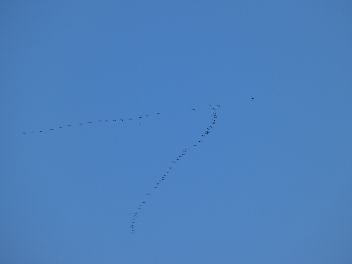 Double-crested Cormorant - ML388080901