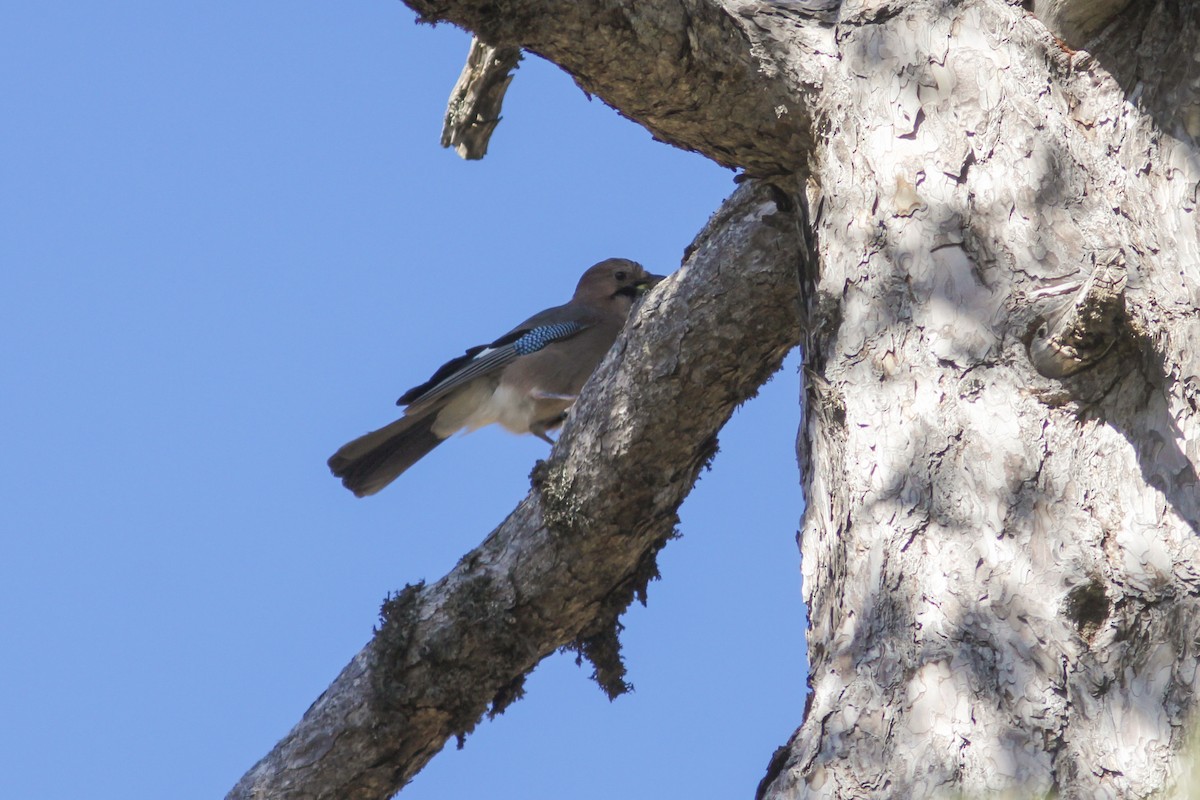 Eurasian Jay (Eurasian) - ML388080921
