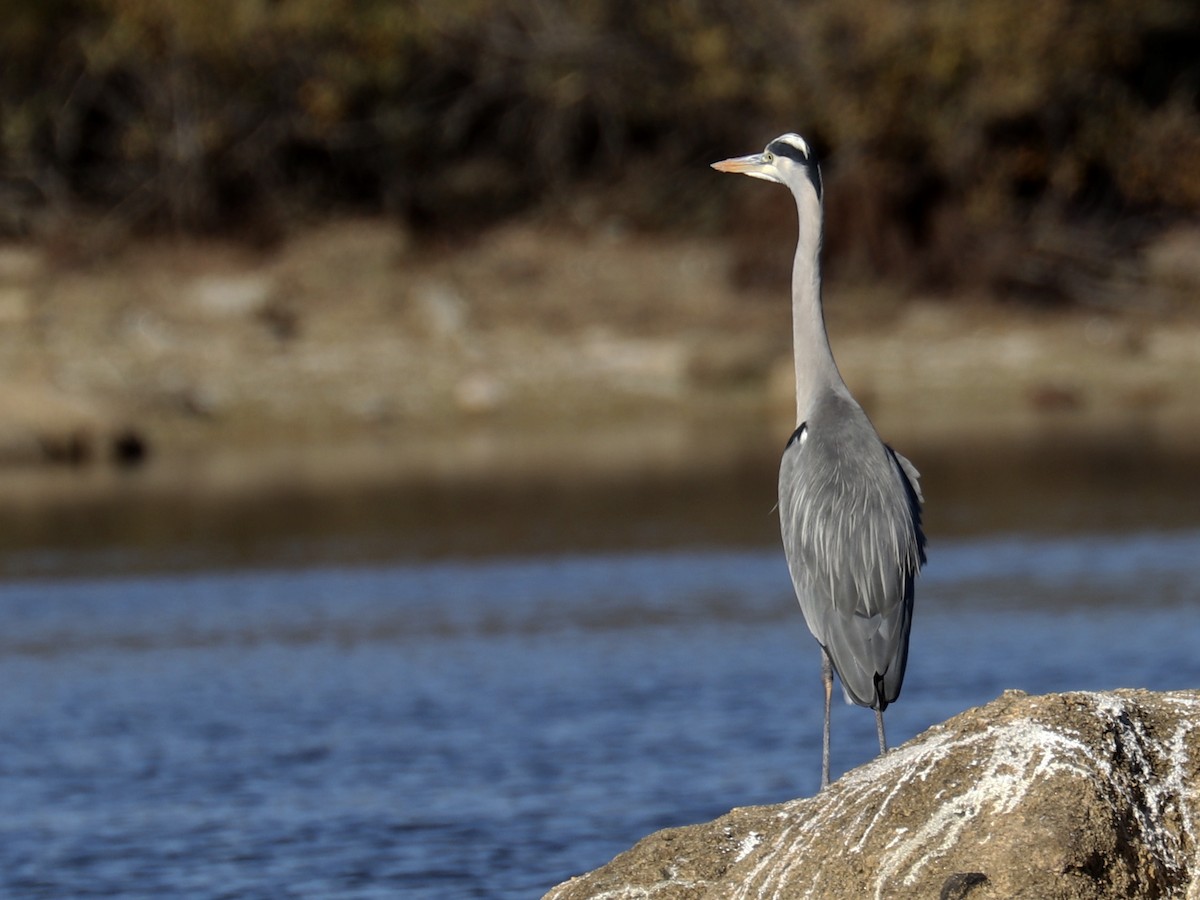 Gray Heron - ML388080941