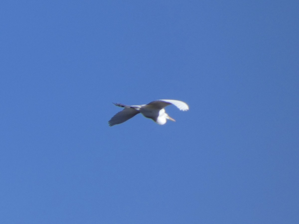 Great Egret - ML388081271