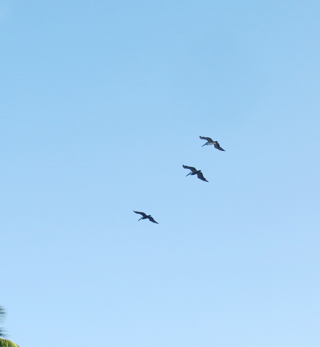 Brown Pelican - ML388082741