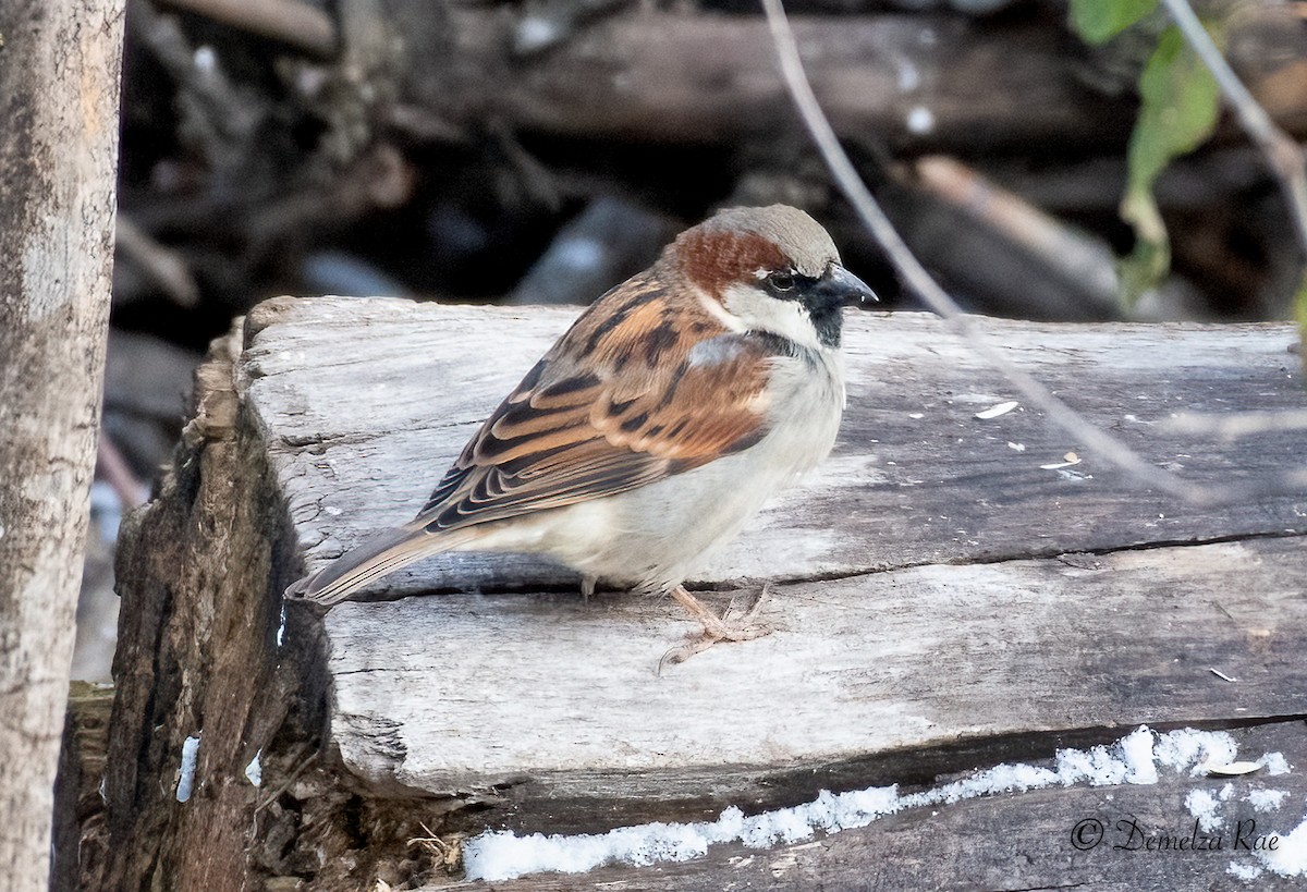 House Sparrow - Demelza and Josh Larson