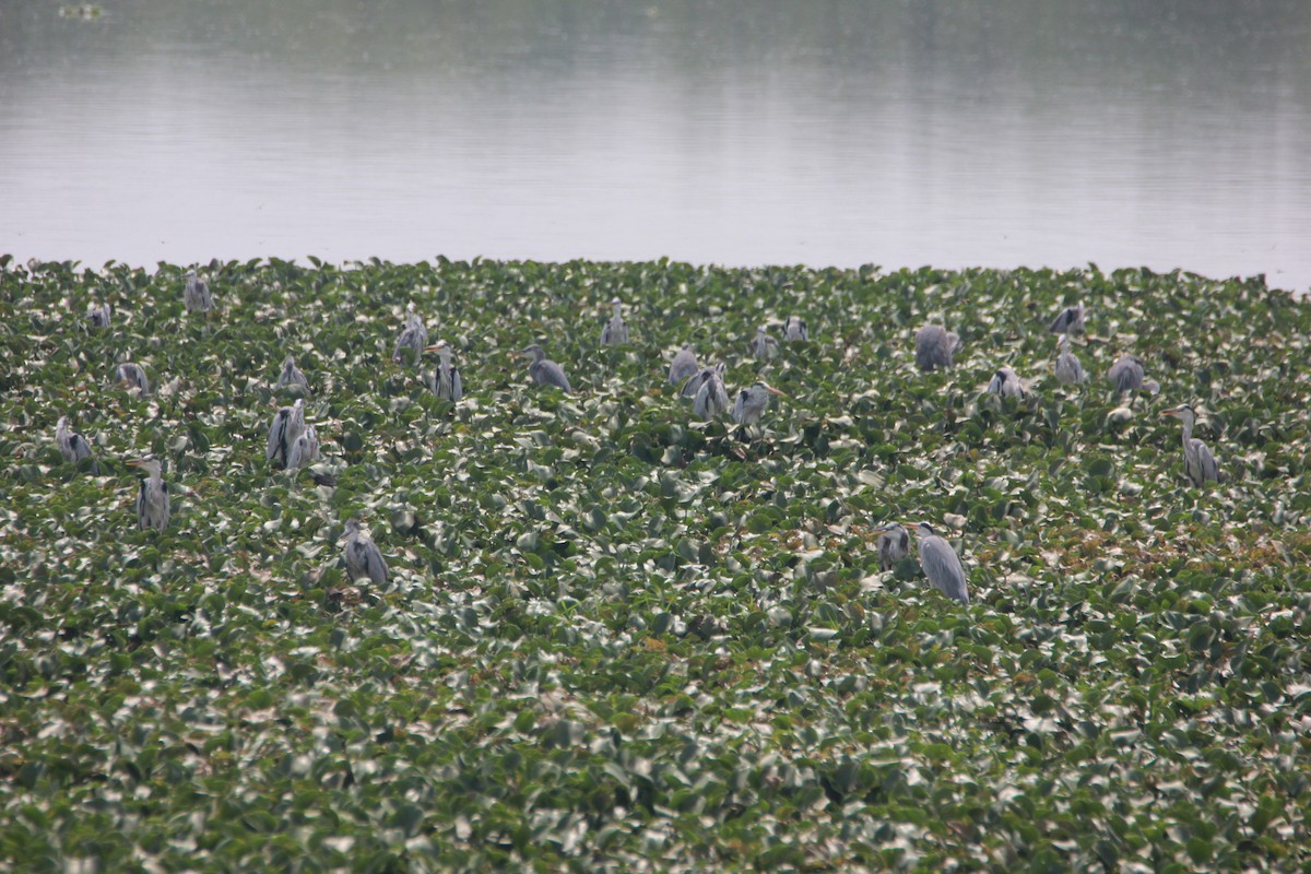 Gray Heron - ML38808541