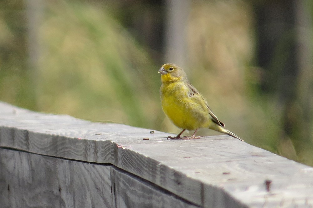 Grassland Yellow-Finch - ML388085831